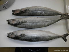 mackerel fish