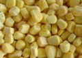 IQF Sweet kernel corn 1
