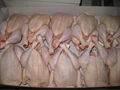 Halal Frozen Whole Chicken from Thailand 1