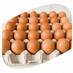 White/Brown Fresh Table Chicken Eggs.