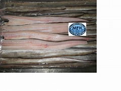 CONGER EEL FISH