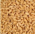 WHEAT GRADE A 1