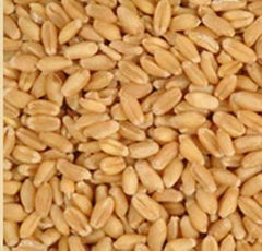 WHEAT GRADE A