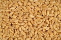 WHEAT GRADE A 2