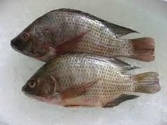  Frozen Tilapia Fish