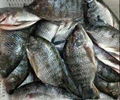  Frozen Tilapia Fish 2