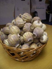 Dried poppy pods