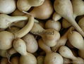 Dried Pods Gourds Assorted