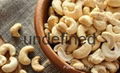 Raw cashew nuts/ Cashew Kernels/ WW320/450/240/LBW/LP/WSLP/DW