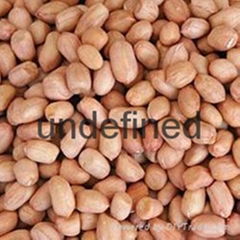 Red skin peanuts Groundnut