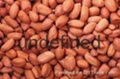 Red skin peanuts Groundnut  