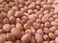 Red skin peanuts Groundnut  
