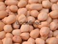 Red skin peanuts Groundnut  