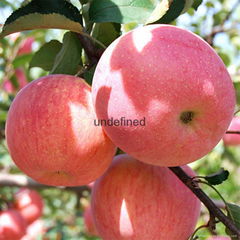 Fresh Royal Gala Apples