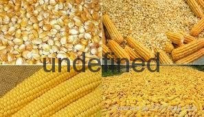 Yellow Corn Maize  2
