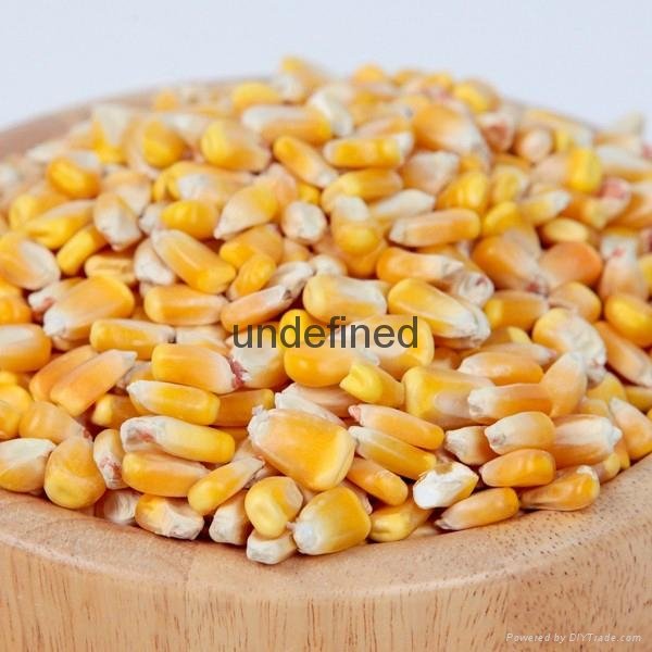 Yellow Corn Maize  3
