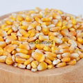 Yellow Corn Maize  3