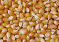 Yellow Corn Maize  5