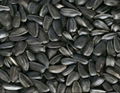 Sunflower oil seeds 1