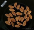 Almond 2