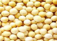 SOYBEAN