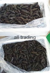 Prickly Black Fish ( Dried Sea Cucumber)