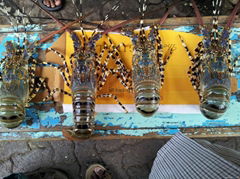 Live Spiny Lobster