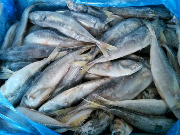 Frozen Hard Tail/Horse Mackerel For Market 2