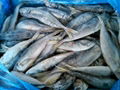 Frozen Hard Tail/Horse Mackerel For Market 2