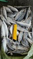 Frozen Hard Tail/Horse Mackerel For Market 3