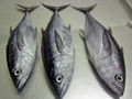 new frozen ps sefrozen tuna fish 20kg up for sale 1