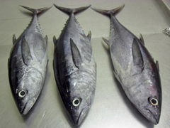 new frozen ps sefrozen tuna fish 20kg up for sale