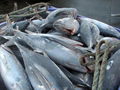 new frozen ps sefrozen tuna fish 20kg up for sale 2