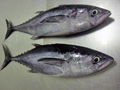 new frozen ps sefrozen tuna fish 20kg up for sale 3