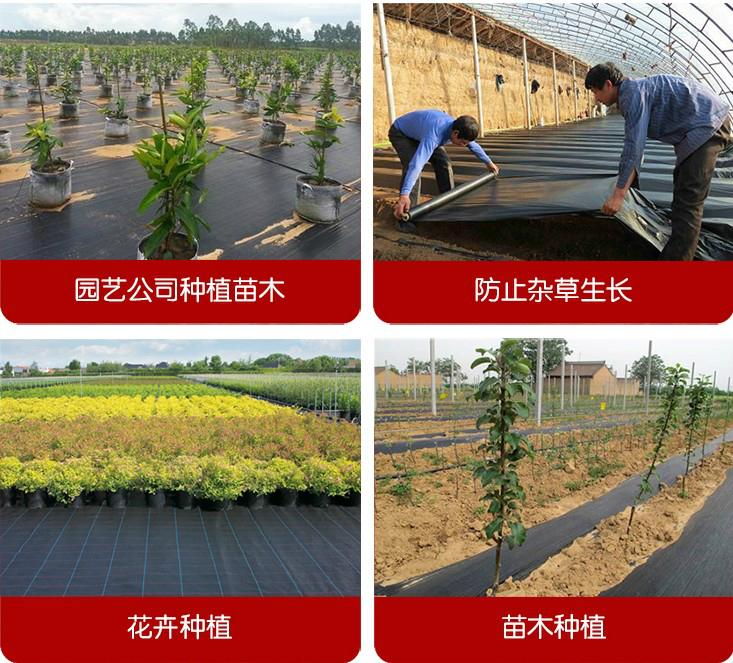 廠家直銷全新料防草布除草布園藝地布除草墊布抑草布果園防草布膜 2