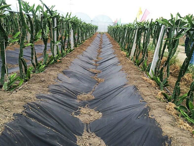  Manufacturers selling new material grass cloth grass cloth 3