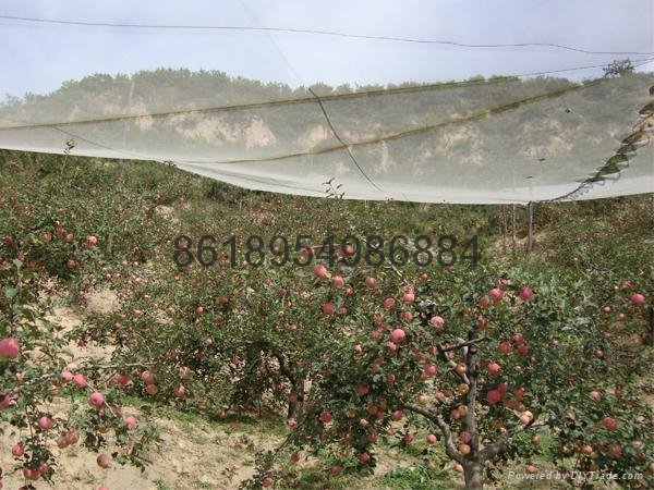 orchard anti hail net, apple tree anti hail protection net 4