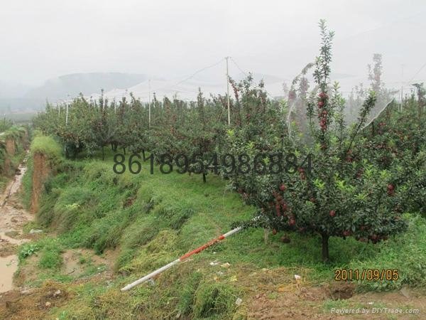 orchard anti hail net, apple tree anti hail protection net 5