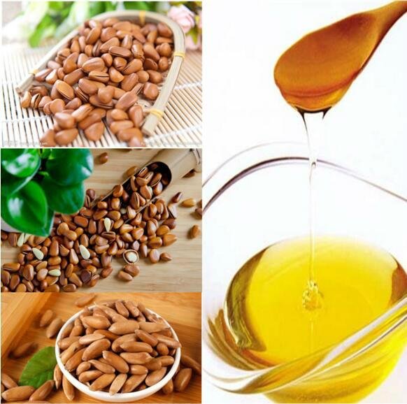 Plant Extract Pure Pine Nut Oil for Medicine Use 2