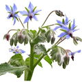 Natural Plant Extract Cold Pressed Bulk Borage Oil for Beauty 3