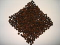 Black Pepper 1