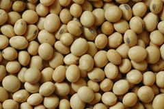 Soyabean