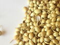 Coriander Seed