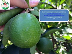 FRESH SEEDLESS LIME 