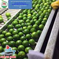 FRESH SEEDLESS LIME  4