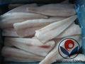 Frozen Pacific Hake skinless/skinon IQF