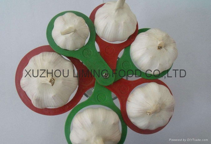 different size garlic