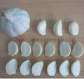 fresh garlic from china 4