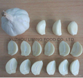 fresh garlic from china