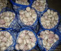 fresh garlic from china